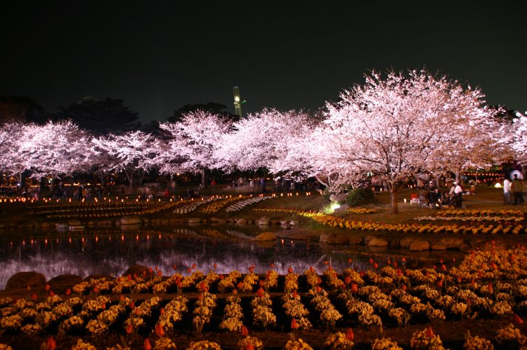 sakura8 beppu